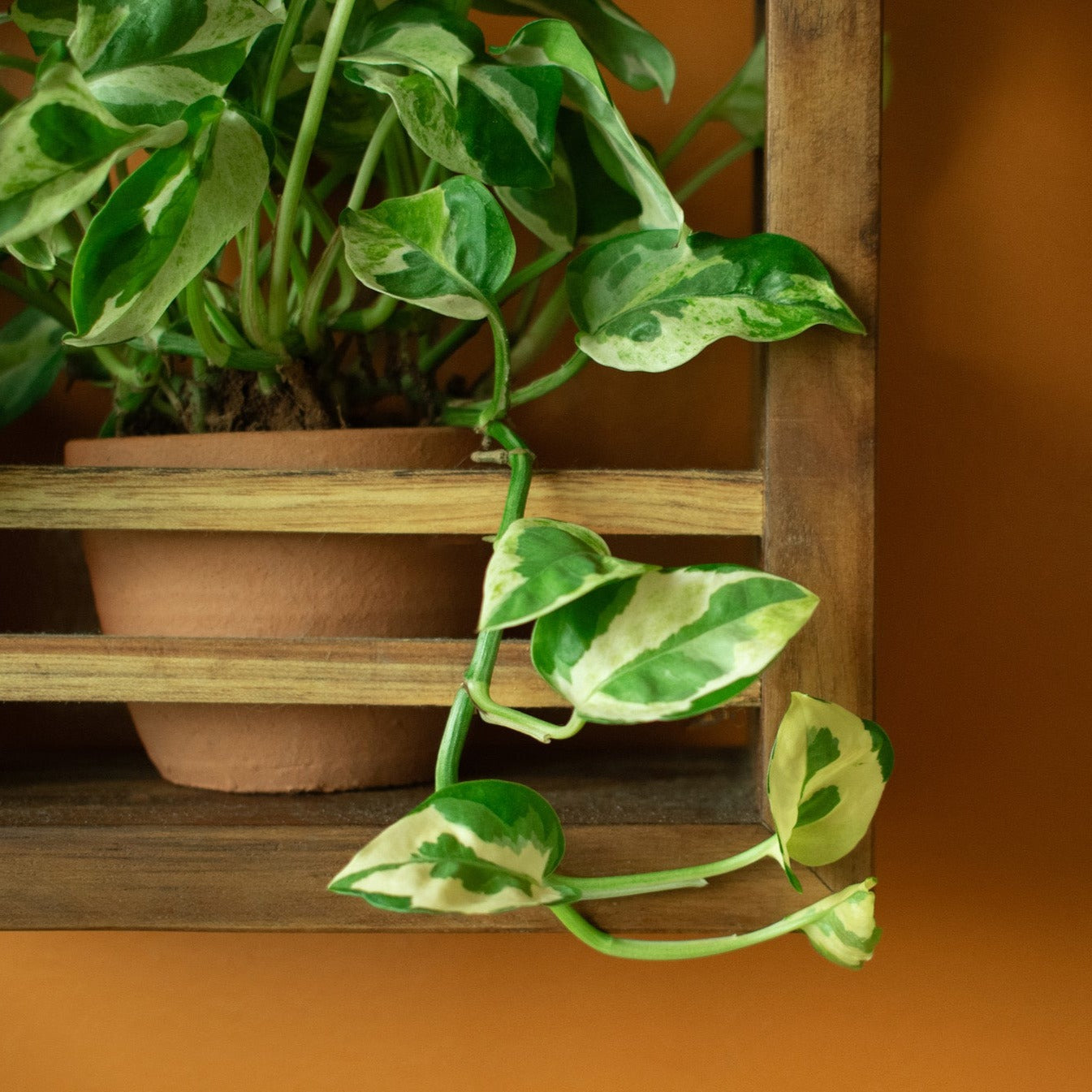 Square Planter Holder | 9"x9"