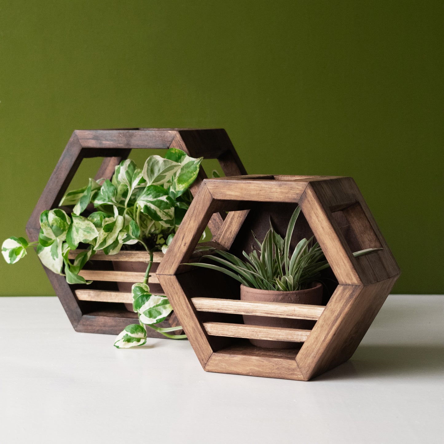 Hex Variety Combo | Teak Planter Holder