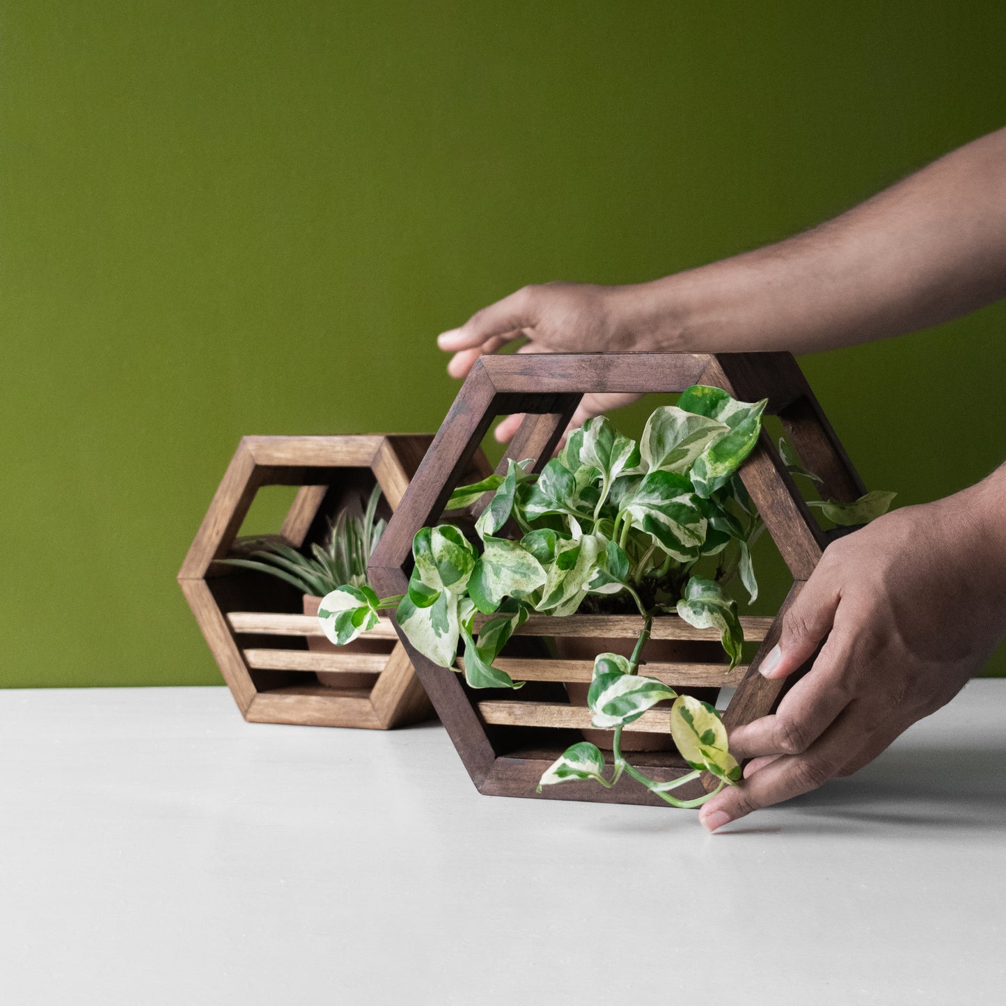 Hex Variety Combo | Teak Planter Holder