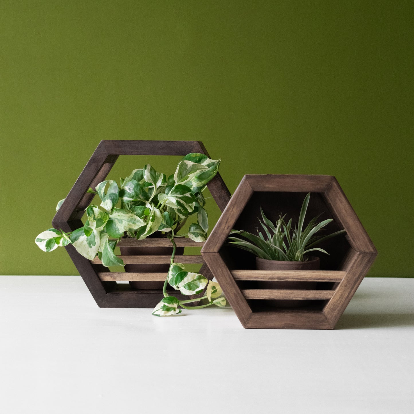 Hex Variety Combo | Teak Planter Holder