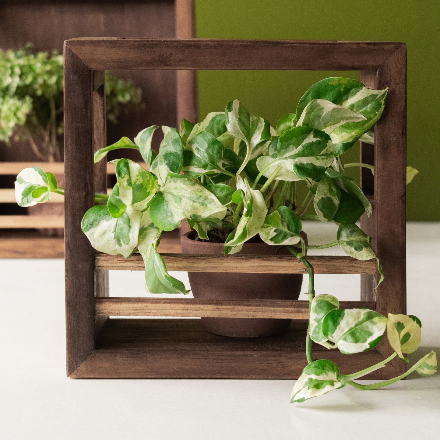 Square Variety Combo | Teak Planter Holder